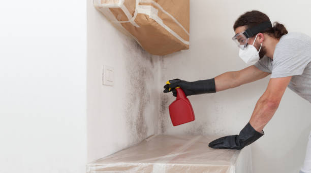Professional Black Mold Remediation technician working in Atlanta, IL