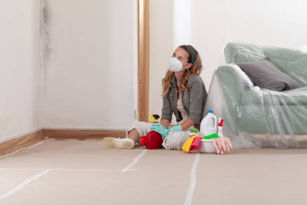 Reliable Black Mold Remediation contractor in Atlanta, IL by Mold Remediation HQ