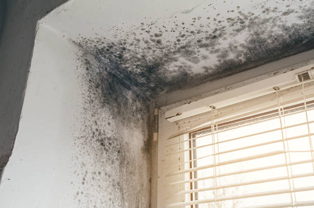 Affordable Black Mold Remediation solutions in Atlanta, IL