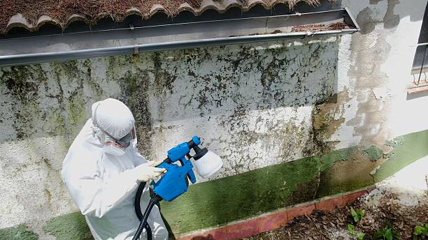 Top rated local Black Mold Remediation specialists in Atlanta, IL